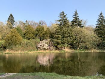 Scenic view of lake against trees in forest