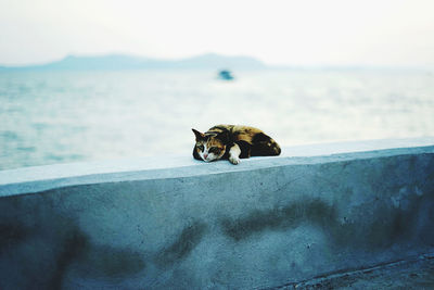 Cat sleep sea ocean pattaya life animal sunshine cute 