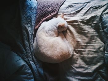 Close-up of dog sleeping on bed