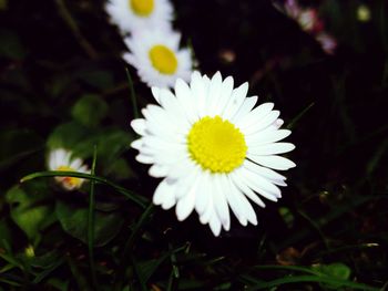 Close-up of white daisy flower