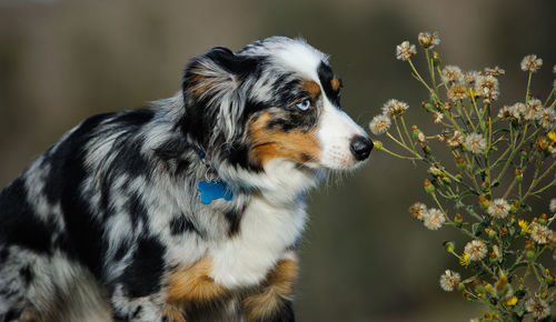 Close-up of dog looking away