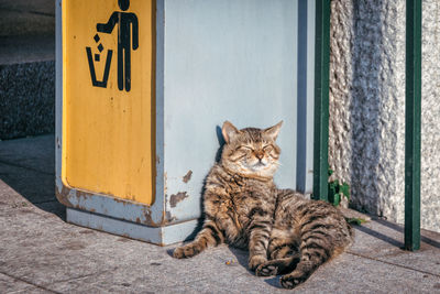 Portrait of cat sitting outdoors