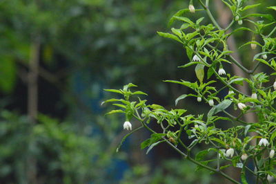 Close-up of fresh green plant