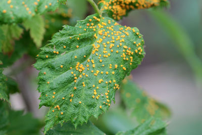 Close-up of fresh green leaf