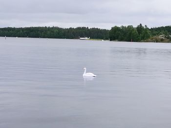 Swan on lake against sky