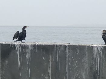 Bird perching on wooden post in sea against clear sky