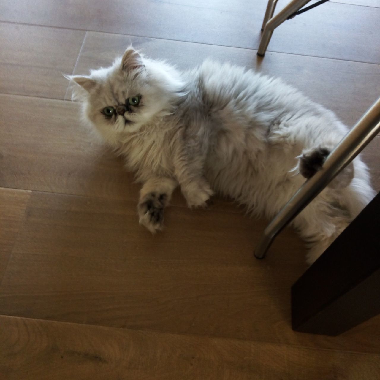 domestic, pets, domestic animals, mammal, animal themes, animal, one animal, cat, domestic cat, feline, vertebrate, high angle view, indoors, flooring, portrait, wood, looking at camera, home interior, hardwood floor, no people, whisker, tiled floor