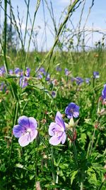 Close-up of purple flowering plants on field