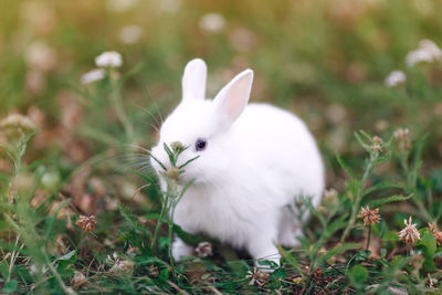 Little white rabbit with blue eyes on the green grass