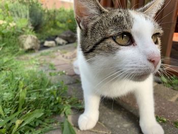 Close-up of cat looking away