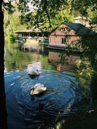 View of birds in water