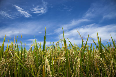 Close-up of corn field against blue sky