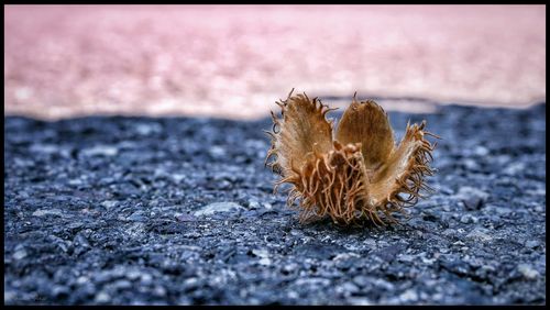 Close up of spiked