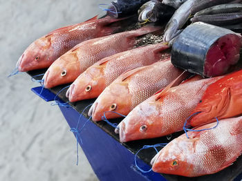 High angle view of fish in water