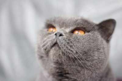 Close-up portrait of a cat