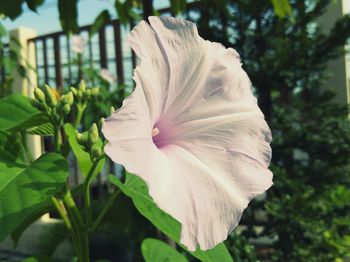 Close-up of flower blooming outdoors