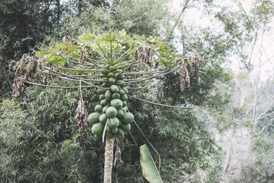 Close-up of fruits on tree