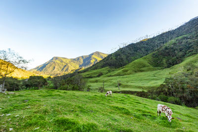 Cows grazing on field by mountains against clear sky