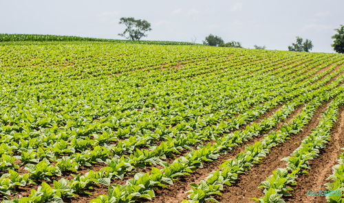 Low angle view of fresh green field against sky