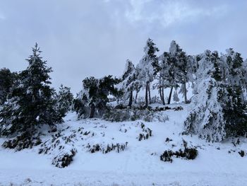Trees on snow covered land against sky