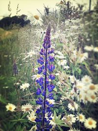 Close-up of flowers blooming in field