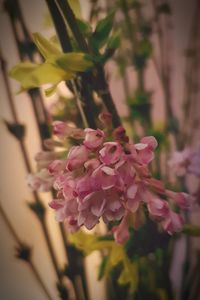 Close-up of pink flowers blooming outdoors