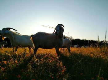 Sheep grazing on grassy field