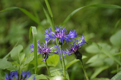 Close-up of purple flowering plant