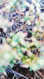 Close-up of plant against blurred background