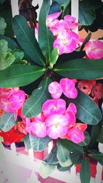 Close-up of pink flowers