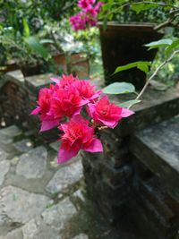 Close-up of pink flowers blooming outdoors