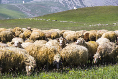 Sheep and goats in the valley. domestic animal life. farm in mountains. large group of sheep.