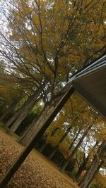 Low angle view of trees