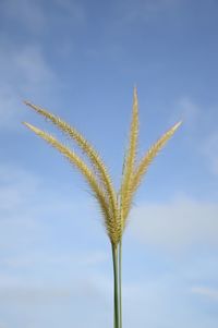 Close-up of fresh green plant against sky