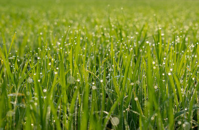 Close-up of wet grass growing on field