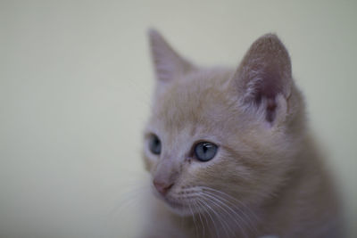 Close-up of cat looking away