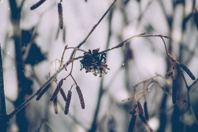 Close-up of plant during winter