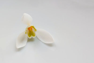 Close-up of flower over white background