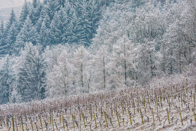 Scenic view of field during winter