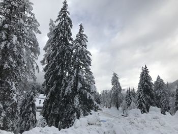 Snow covered pine trees against sky during winter