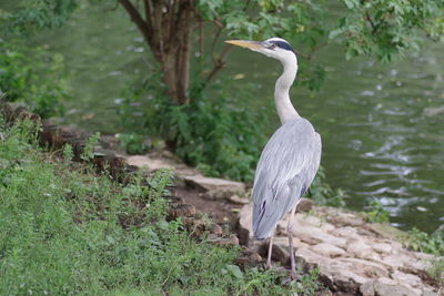 High angle view of gray heron on lake