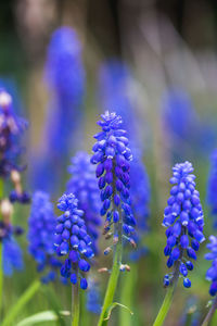 Close-up of purple flowering plants