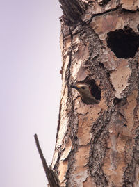 Close-up of a bird on tree trunk
