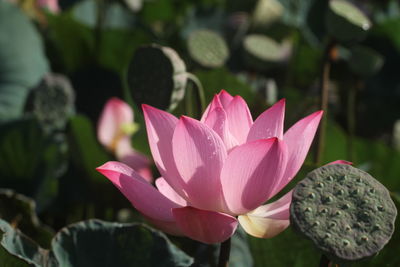 Close-up of lotus  in pond