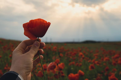 Female hand holding red poppy flowers in a wild field. vivid poppies meadow in spring. beautiful