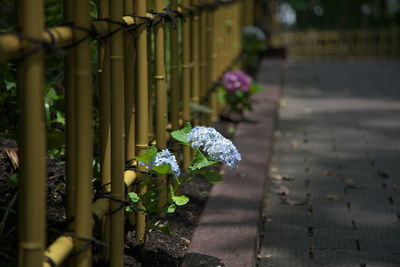 Close-up of flowers against blurred background