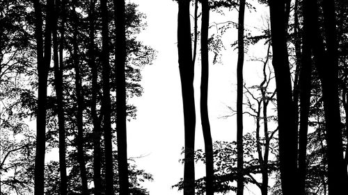 Low angle view of trees in forest against sky