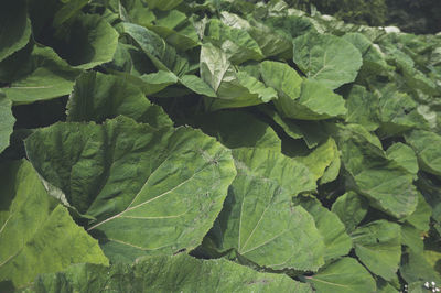 Full frame shot of green leaves