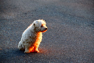 High angle view of dog looking away on street