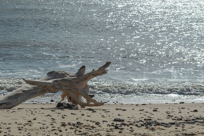 View of lizard on beach